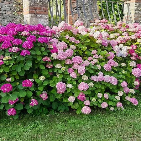 Stanza Singola Degli Iris Homestay szállás *