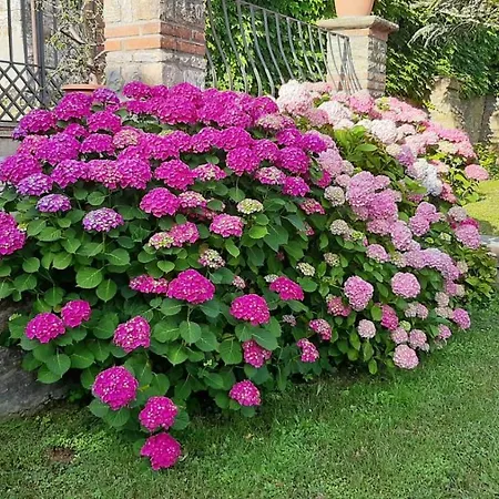 Stanza Singola Degli Iris Homestay szállás *