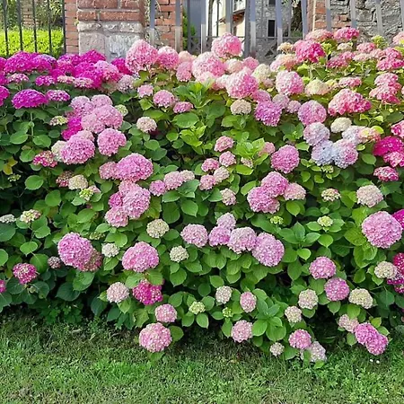 Stanza Singola Degli Iris Homestay szállás Groppovisdomo